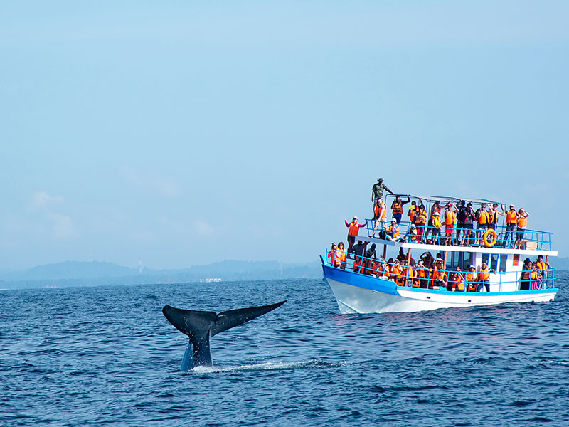 Dolphin Watching