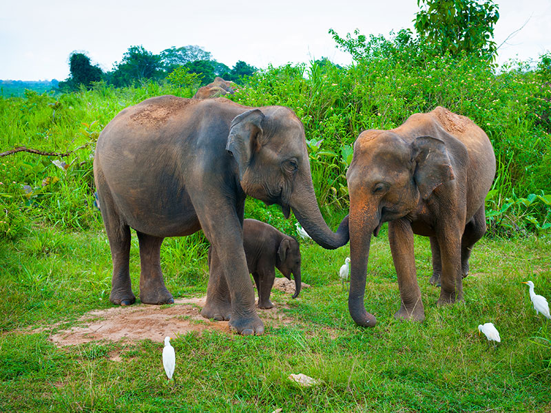 Udawalawe