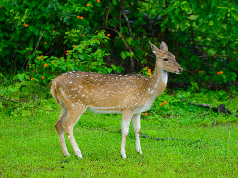 Udawalawe